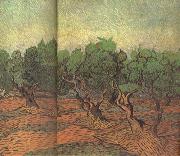 Vincent Van Gogh Olive Grove (nn04) oil